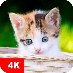 Kitten Wallpapers 4K XAPK 下載