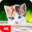 ”Kitten Wallpapers 4K