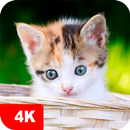 Fondos de pantalla con gatitos APK