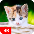 Kitten Wallpapers 4K icon