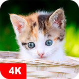 Kitten Wallpapers 4K-icoon