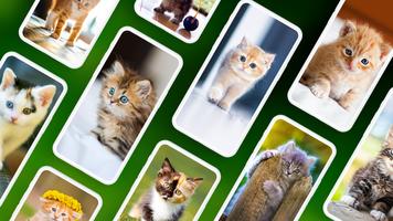 Hintergrundbilder mit Kätzchen Plakat
