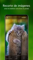 Fondos de pantalla con gatitos captura de pantalla 3