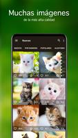 Fondos de pantalla con gatitos captura de pantalla 1