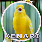 Suara Kicau Burung Kenari icon