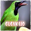 Suara Cucak Ijo MP3 Masteran