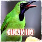 Suara Cucak Ijo MP3 Masteran icon