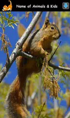 Animal Sounds for Kids Lite APK download