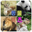 동물퀴즈 APK