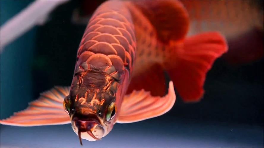 無料で Lovely Arowana Livewallpaper アプリの最新版 Apk1 0をダウンロードー Android用 Lovely Arowana Livewallpaper Apk の最新バージョンをダウンロード Apkfab Com Jp