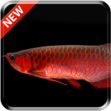 Red Arowana 3D LiveWallpaper icône