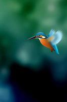 Kingfisher LiveWallpaper Trial Affiche