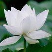 Con Gái Đức Phật (Truyện)