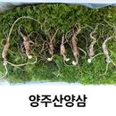 양주산양삼 APK