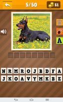 Rasy Psów Quiz plakat