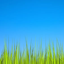 Grass LWP [Revamped+PRO] APK