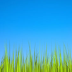 Grass LWP [Revamped] APK