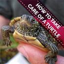 How To Take Care Of A Turtle - A Great Pet APK