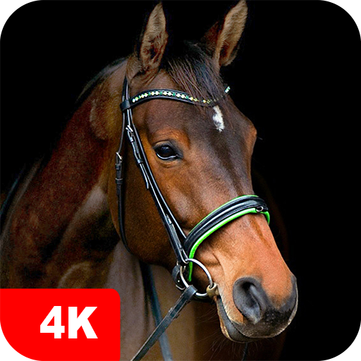 Fondos de pantalla caballos 4K