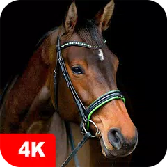 Horse Wallpapers 4K XAPK 下載