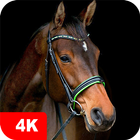 Horse Wallpapers 4K أيقونة