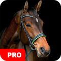 Horse Wallpapers PRO