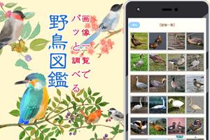 野鳥図鑑 पोस्टर