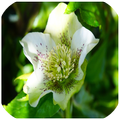 Plantas Curativas