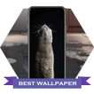 MIAW WALLPAPERS CATS ikon