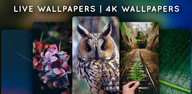 How to Download Live Wallpapers, 4K Wallpapers APK Latest Version 4.2 for Android 2024