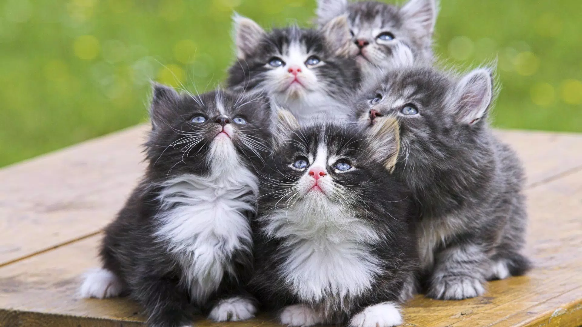 🐱 Cat Wallpaper HD APK for Android Download 🐱 Cat Wallpaper HD APK for Android Download