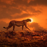 Cheetah Wallpapers icon