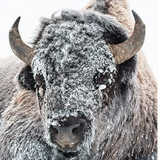 ikon Wallpaper bison