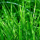 Fonds d'écran de l'herbe icône