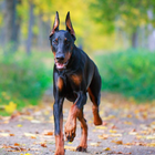 Fonds d'écran Doberman icône