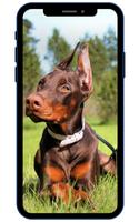 Fonds d'écran Doberman capture d'écran 1