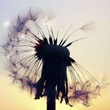 Dandelion Wallpaper APK