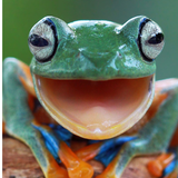 Fonds d'écran de grenouille icône