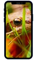 Fonds d'écran de grenouille capture d'écran 1