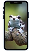 Frog Wallpaper screenshot 2