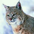 Fondos de pantalla de lince