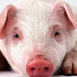Mini Pig Wallpapers