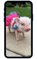 Mini Pig Wallpapers screenshot 1