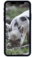 Mini Pig Wallpapers screenshot 2