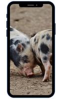 Mini Pig Wallpapers screenshot 3
