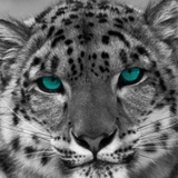 Fond d'écran léopard neige HD