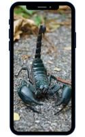 Wallpaper Scorpion penulis hantaran