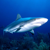 Shark Wallpapers icon