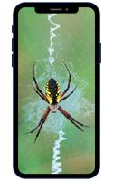 Spider Wallpapers poster
