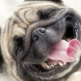 Hình nền pug biểu tượng